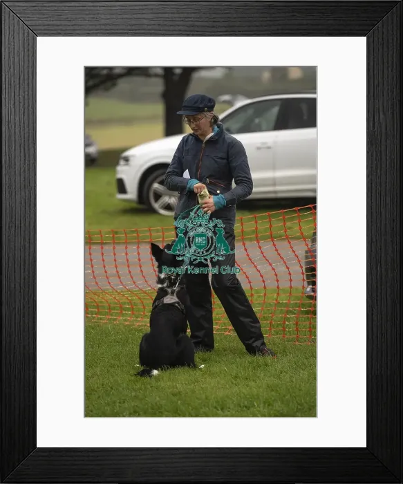 Framed Print : Scruffts Family Crossbreed of the Year competition All About Dogs Cornwall 22 / 09 / 24 Framed Print : Scruffts Family Crossbreed of the Year competition All About Dogs Cornwall 22 / 09 / 24