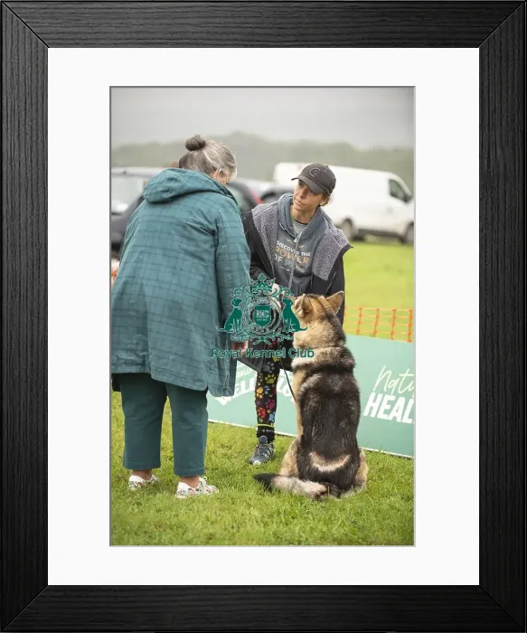 Framed Print : Scruffts Family Crossbreed of the Year competition All About Dogs Cornwall 22 / 09 / 24 Framed Print : Scruffts Family Crossbreed of the Year competition All About Dogs Cornwall 22 / 09 / 24