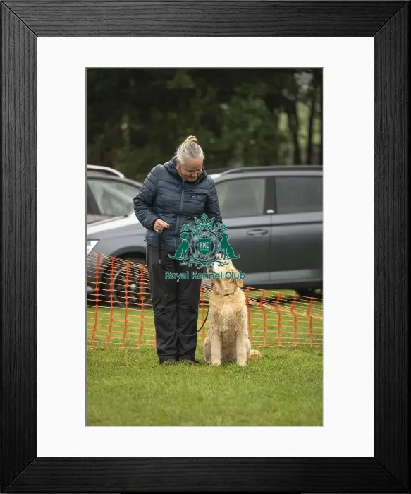 Framed Print : Scruffts Family Crossbreed of the Year competition All About Dogs Cornwall Framed Print : Scruffts Family Crossbreed of the Year competition All About Dogs Cornwall