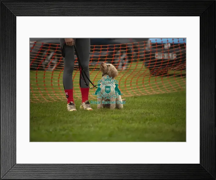 Framed Print : Scruffts Family Crossbreed of the Year competition All About Dogs Cornwall 22 / 09 / 24 Framed Print : Scruffts Family Crossbreed of the Year competition All About Dogs Cornwall 22 / 09 / 24