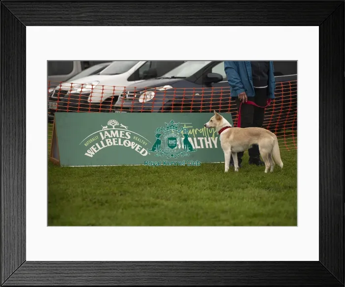 Framed Print : Scruffts Family Crossbreed of the Year competition All About Dogs Cornwall Framed Print : Scruffts Family Crossbreed of the Year competition All About Dogs Cornwall