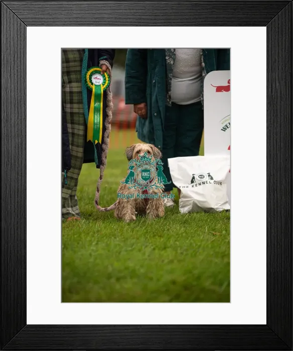 Framed Print : Winners_at_Scruffts_All_About_Dogs_Cornwall