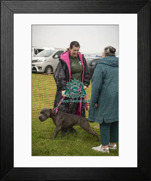 Framed Print : Scruffts Family Crossbreed of the Year competition All About Dogs Cornwall Framed Print : Scruffts Family Crossbreed of the Year competition All About Dogs Cornwall