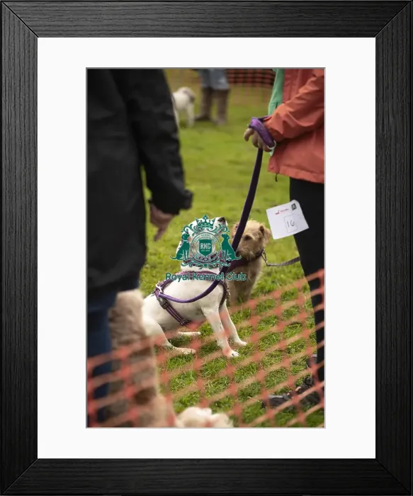 Framed Print : Scruffts Family Crossbreed of the Year competition All About Dogs Cornwall Framed Print : Scruffts Family Crossbreed of the Year competition All About Dogs Cornwall