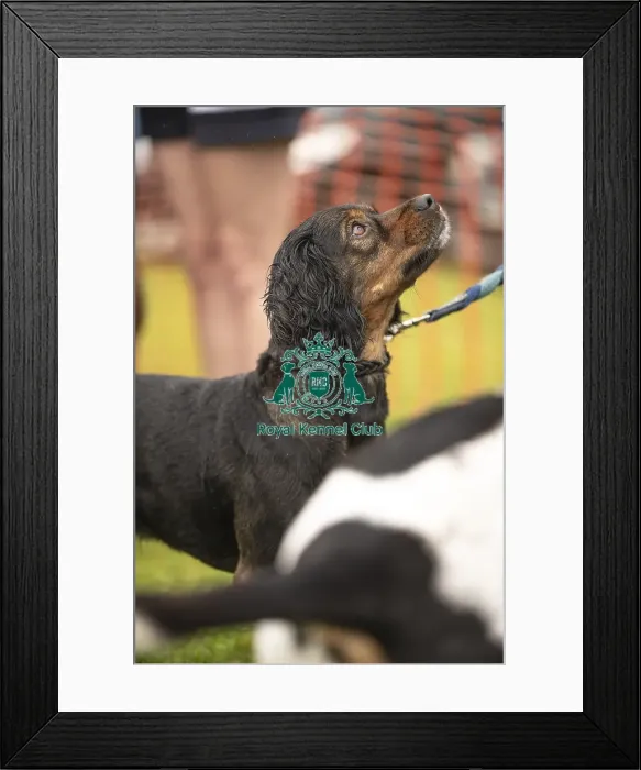 Framed Print : Scruffts Family Crossbreed of the Year competition All About Dogs Cornwall 22 / 09 / 24 Framed Print : Scruffts Family Crossbreed of the Year competition All About Dogs Cornwall 22 / 09 / 24