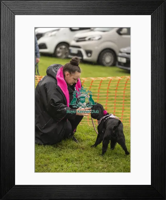Framed Print : Scruffts Family Crossbreed of the Year competition All About Dogs Cornwall Framed Print : Scruffts Family Crossbreed of the Year competition All About Dogs Cornwall