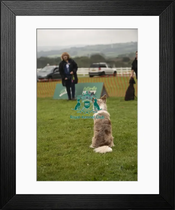 Framed Print : Scruffts Family Crossbreed of the Year competition All About Dogs Cornwall Framed Print : Scruffts Family Crossbreed of the Year competition All About Dogs Cornwall