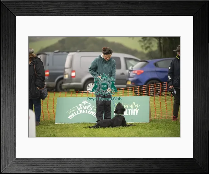 Framed Print : Scruffts Family Crossbreed of the Year competition All About Dogs Cornwall Framed Print : Scruffts Family Crossbreed of the Year competition All About Dogs Cornwall