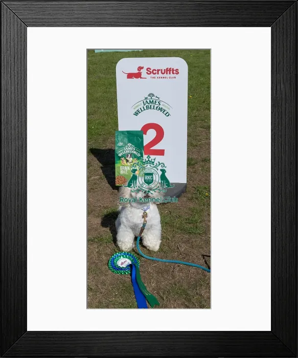 Framed Print : Dog Name: Lincoln Dog Only Scruffts Family Crossbreed Of The Year Competition