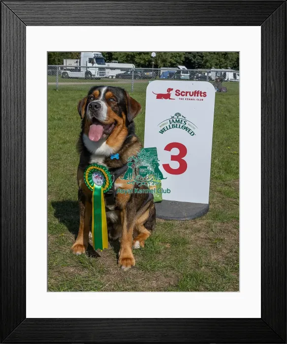 Framed Print : Dog Name: Togo Kennel Club Logo / Branding Owner Name: Victoria Skinner