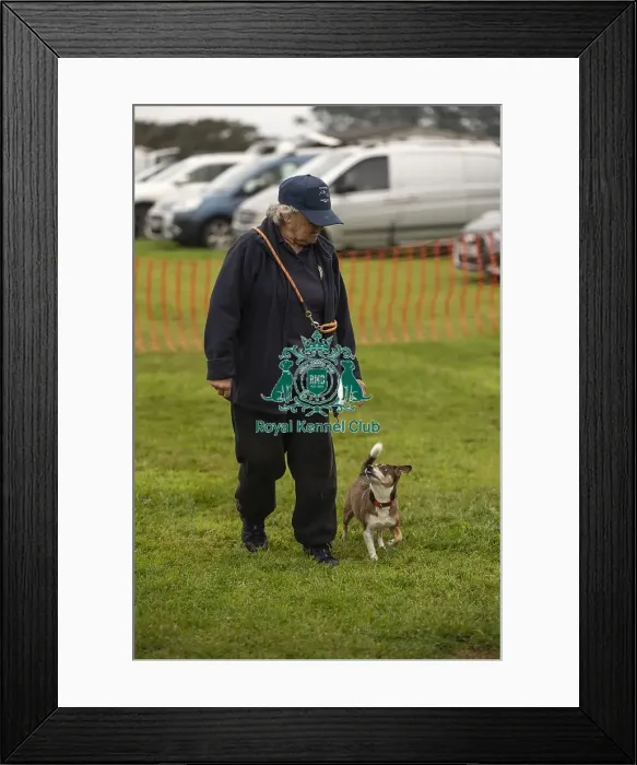 Framed Print : Scruffts Family Crossbreed of the Year competition All About Dogs Cornwall Framed Print : Scruffts Family Crossbreed of the Year competition All About Dogs Cornwall