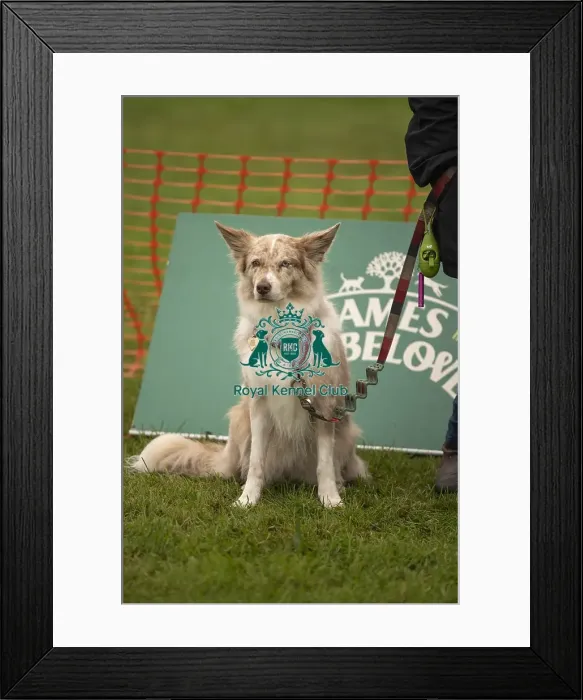 Framed Print : 22 / 09 / 24 Cornwall Good Citizen Dog Scheme James WellBeloved Branding Framed Print : 22 / 09 / 24 Cornwall Good Citizen Dog Scheme James WellBeloved Branding