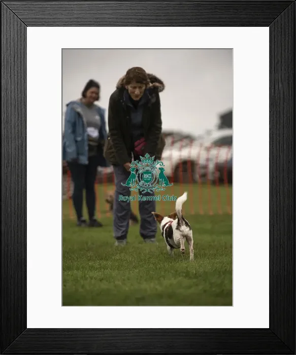 Framed Print : Scruffts Family Crossbreed of the Year competition All About Dogs Cornwall Framed Print : Scruffts Family Crossbreed of the Year competition All About Dogs Cornwall