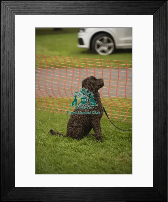 Framed Print : Scruffts Family Crossbreed of the Year competition All About Dogs Cornwall Framed Print : Scruffts Family Crossbreed of the Year competition All About Dogs Cornwall