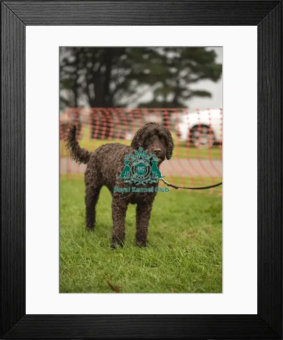 Framed Print : Scruffts Family Crossbreed of the Year competition All About Dogs Cornwall Framed Print : Scruffts Family Crossbreed of the Year competition All About Dogs Cornwall