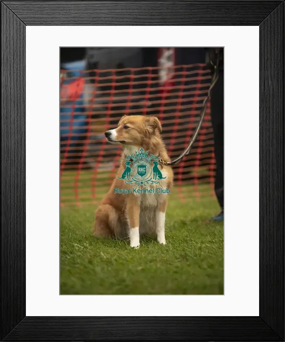 Framed Print : Scruffts Family Crossbreed of the Year competition All About Dogs Cornwall Framed Print : Scruffts Family Crossbreed of the Year competition All About Dogs Cornwall