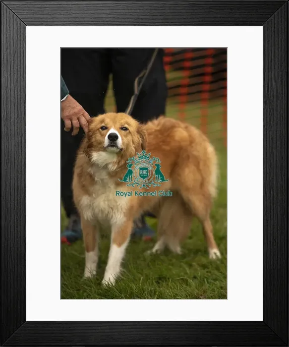 Framed Print : Scruffts Family Crossbreed of the Year competition All About Dogs Cornwall Framed Print : Scruffts Family Crossbreed of the Year competition All About Dogs Cornwall