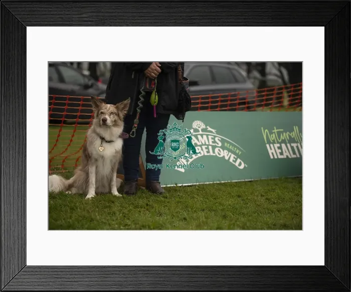 Framed Print : Scruffts Family Crossbreed of the Year competition All About Dogs Cornwall Framed Print : Scruffts Family Crossbreed of the Year competition All About Dogs Cornwall