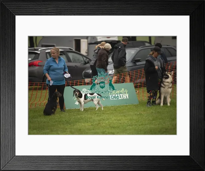 Framed Print : Scruffts Family Crossbreed of the Year competition All About Dogs Cornwall 22 / 09 / 24