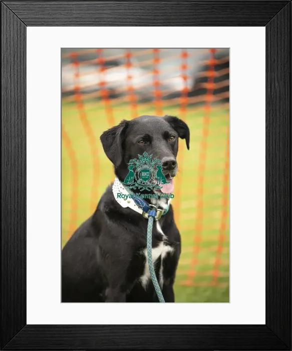 Framed Print : Scruffts Family Crossbreed of the Year competition All About Dogs Cornwall 22 / 09 / 24 Framed Print : Scruffts Family Crossbreed of the Year competition All About Dogs Cornwall 22 / 09 / 24