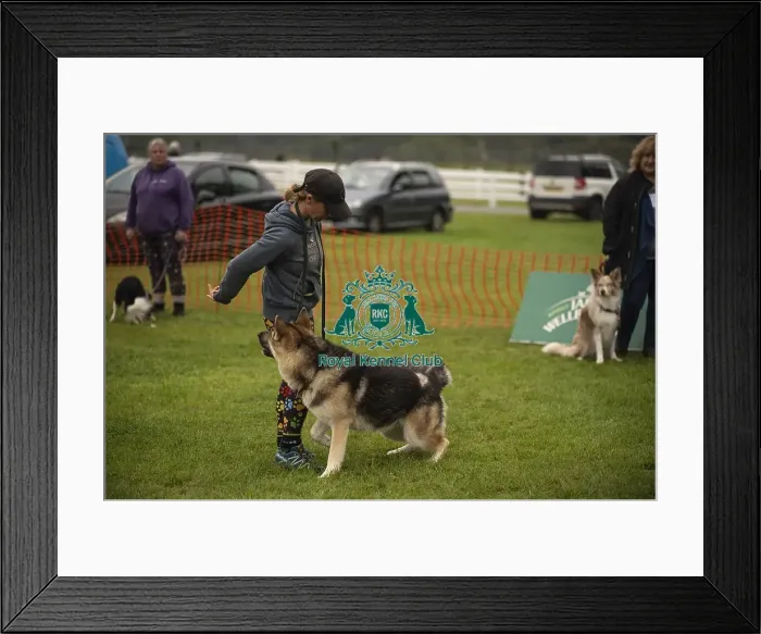 Framed Print : Scruffts Family Crossbreed of the Year competition All About Dogs Cornwall Framed Print : Scruffts Family Crossbreed of the Year competition All About Dogs Cornwall