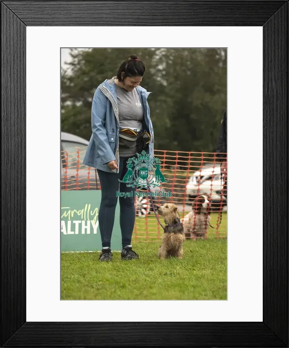Framed Print : Scruffts Family Crossbreed of the Year competition All About Dogs Cornwall Framed Print : Scruffts Family Crossbreed of the Year competition All About Dogs Cornwall