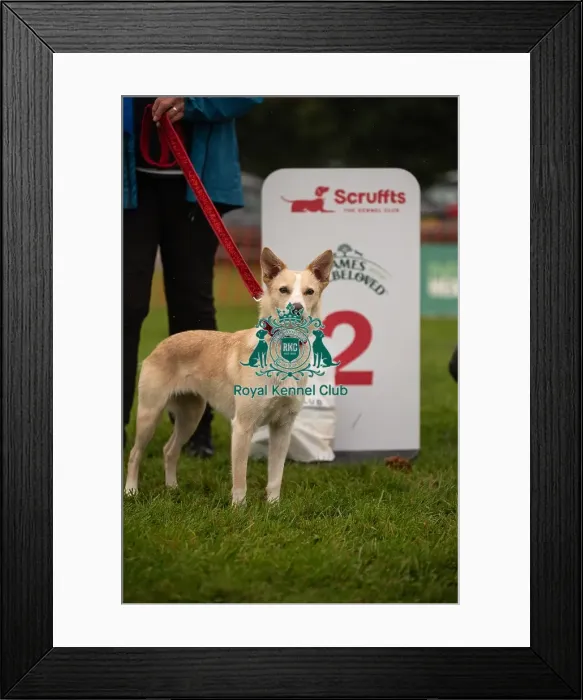 Framed Print : Winners_at_Scruffts_All_About_Dogs_Cornwall Framed Print : Winners_at_Scruffts_All_About_Dogs_Cornwall