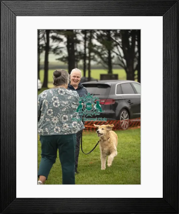 Framed Print : Scruffts Family Crossbreed of the Year competition All About Dogs Cornwall Framed Print : Scruffts Family Crossbreed of the Year competition All About Dogs Cornwall