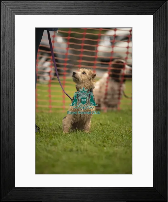 Framed Print : Scruffts Family Crossbreed of the Year competition All About Dogs Cornwall Framed Print : Scruffts Family Crossbreed of the Year competition All About Dogs Cornwall