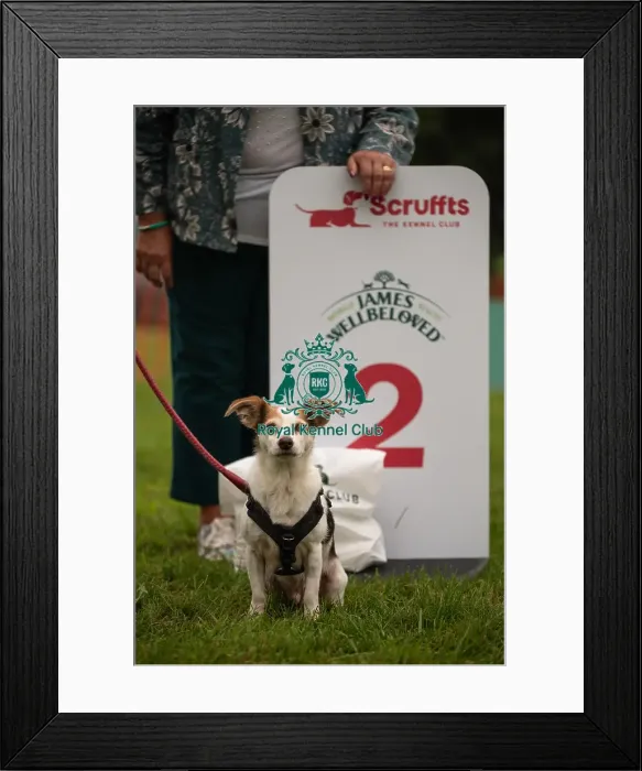 Framed Print : Winners_at_Scruffts_All_About_Dogs_Cornwall Framed Print : Winners_at_Scruffts_All_About_Dogs_Cornwall
