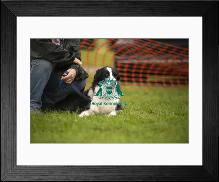 Framed Print : Scruffts Family Crossbreed of the Year competition All About Dogs Cornwall Framed Print : Scruffts Family Crossbreed of the Year competition All About Dogs Cornwall
