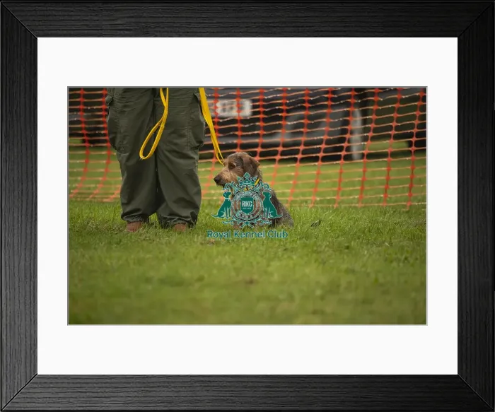 Framed Print : Scruffts Family Crossbreed of the Year competition All About Dogs Cornwall 22 / 09 / 24 Framed Print : Scruffts Family Crossbreed of the Year competition All About Dogs Cornwall 22 / 09 / 24