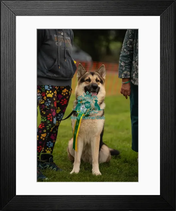Framed Print : Winners_at_Scruffts_All_About_Dogs_Cornwall Framed Print : Winners_at_Scruffts_All_About_Dogs_Cornwall