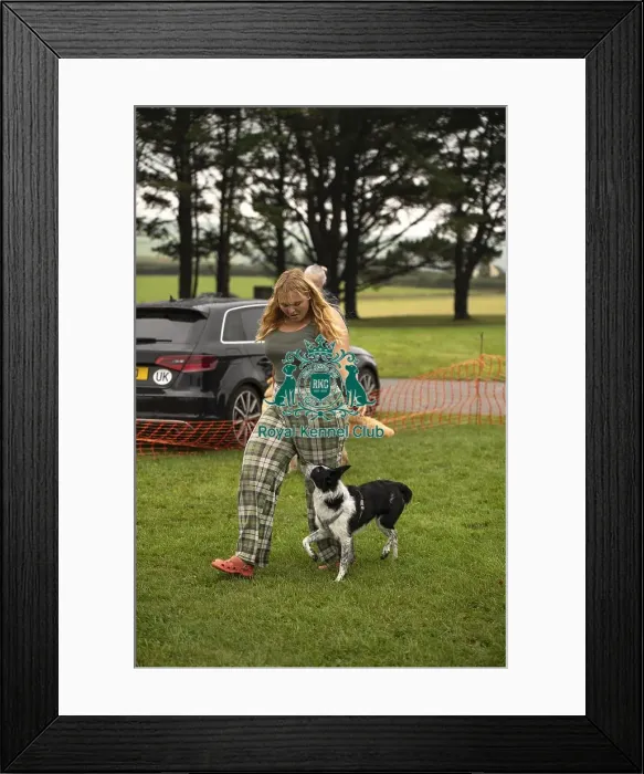 Framed Print : Scruffts Family Crossbreed of the Year competition All About Dogs Cornwall Framed Print : Scruffts Family Crossbreed of the Year competition All About Dogs Cornwall