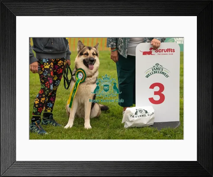 Framed Print : Winners_at_Scruffts_All_About_Dogs_Cornwall
