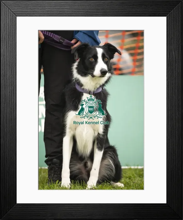 Framed Print : Scruffts Family Crossbreed of the Year competition All About Dogs Cornwall 22 / 09 / 24 Framed Print : Scruffts Family Crossbreed of the Year competition All About Dogs Cornwall 22 / 09 / 24