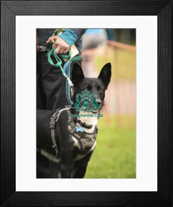 Framed Print : Scruffts Family Crossbreed of the Year competition All About Dogs Cornwall 22 / 09 / 24 Framed Print : Scruffts Family Crossbreed of the Year competition All About Dogs Cornwall 22 / 09 / 24