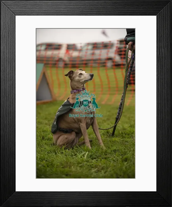 Framed Print : Scruffts Family Crossbreed of the Year competition All About Dogs Cornwall Framed Print : Scruffts Family Crossbreed of the Year competition All About Dogs Cornwall