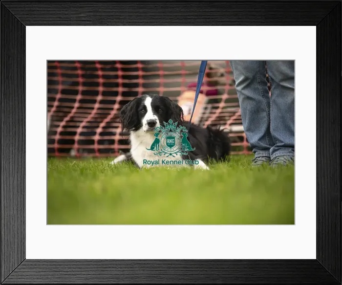 Framed Print : Scruffts Family Crossbreed of the Year competition All About Dogs Cornwall