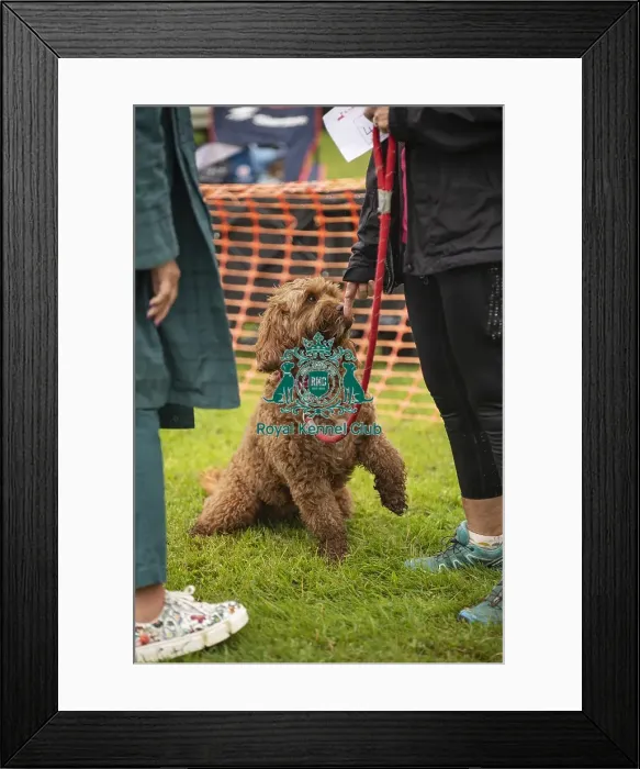 Framed Print : Scruffts Family Crossbreed of the Year competition All About Dogs Cornwall