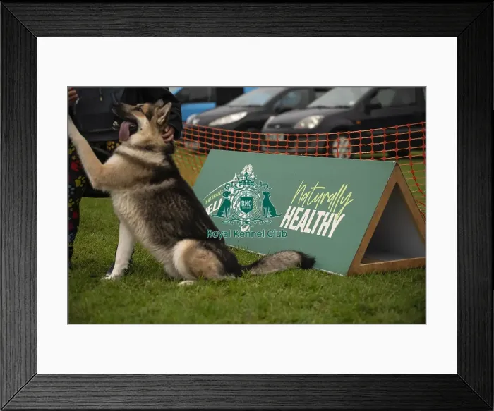 Framed Print : Scruffts Family Crossbreed of the Year competition All About Dogs Cornwall 22 / 09 / 24 Framed Print : Scruffts Family Crossbreed of the Year competition All About Dogs Cornwall 22 / 09 / 24