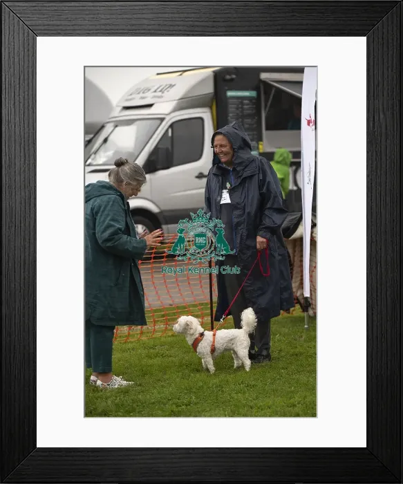 Framed Print : Scruffts Family Crossbreed of the Year competition All About Dogs Cornwall Framed Print : Scruffts Family Crossbreed of the Year competition All About Dogs Cornwall