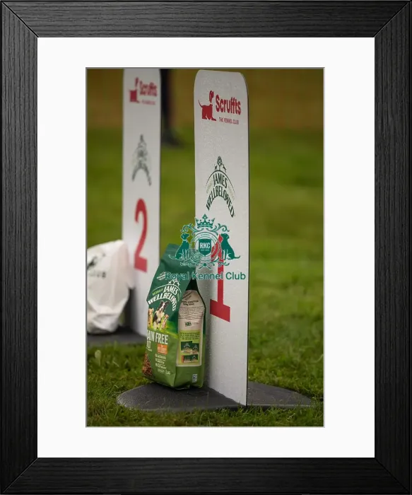 Framed Print : Winners_at_Scruffts_All_About_Dogs_Cornwall Framed Print : Winners_at_Scruffts_All_About_Dogs_Cornwall