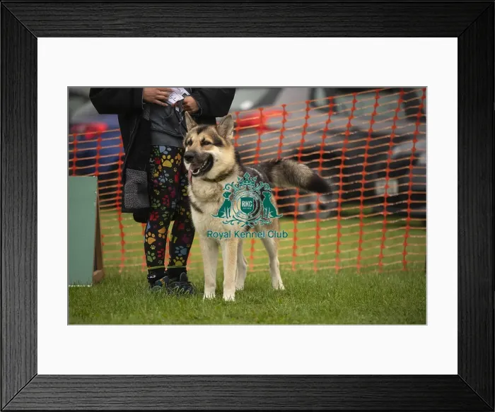 Framed Print : Scruffts Family Crossbreed of the Year competition All About Dogs Cornwall 22 / 09 / 24