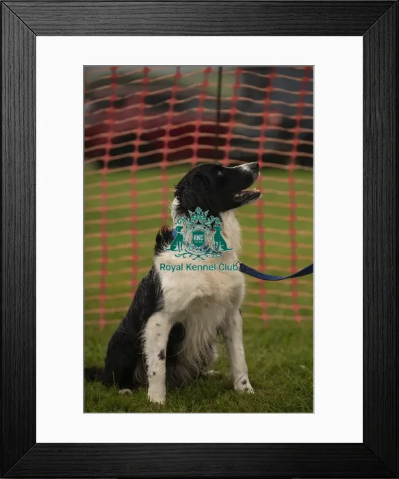 Framed Print : Scruffts Family Crossbreed of the Year competition All About Dogs Cornwall