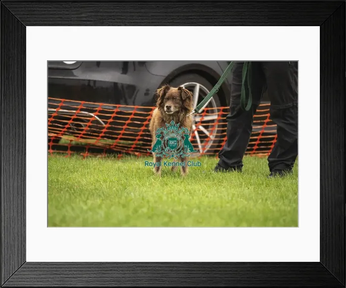Framed Print : Scruffts Family Crossbreed of the Year competition All About Dogs Cornwall 22 / 09 / 24 Framed Print : Scruffts Family Crossbreed of the Year competition All About Dogs Cornwall 22 / 09 / 24