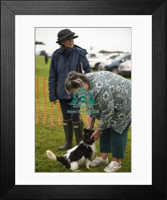 Framed Print : Scruffts Family Crossbreed of the Year competition All About Dogs Cornwall