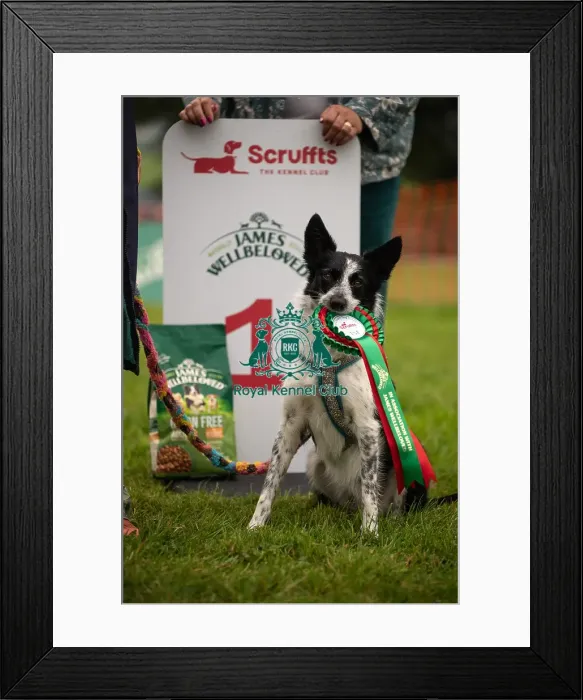 Framed Print : Winners_at_Scruffts_All_About_Dogs_Cornwall Framed Print : Winners_at_Scruffts_All_About_Dogs_Cornwall