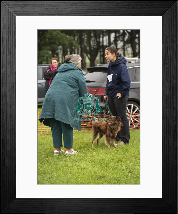 Framed Print : Scruffts Family Crossbreed of the Year competition All About Dogs Cornwall 22 / 09 / 24 Framed Print : Scruffts Family Crossbreed of the Year competition All About Dogs Cornwall 22 / 09 / 24