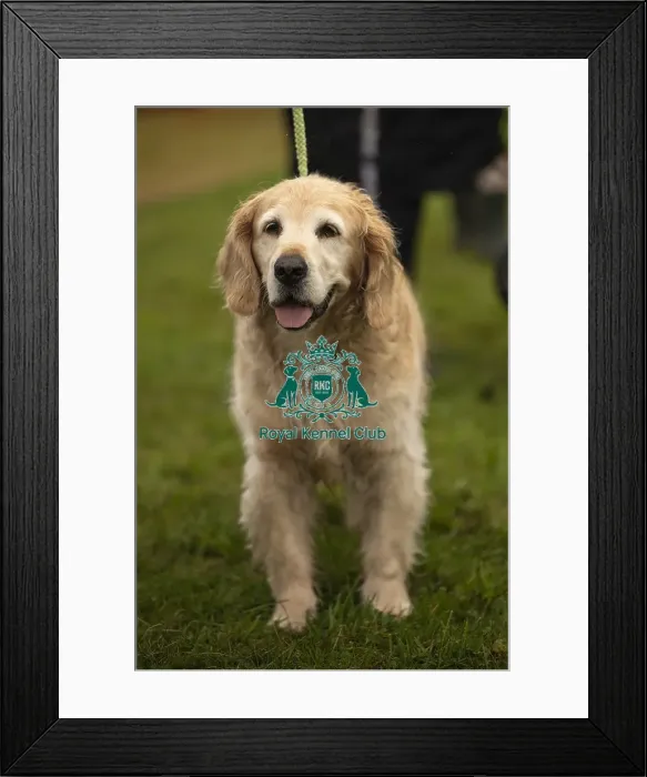 Framed Print : Scruffts Family Crossbreed of the Year competition All About Dogs Cornwall Framed Print : Scruffts Family Crossbreed of the Year competition All About Dogs Cornwall
